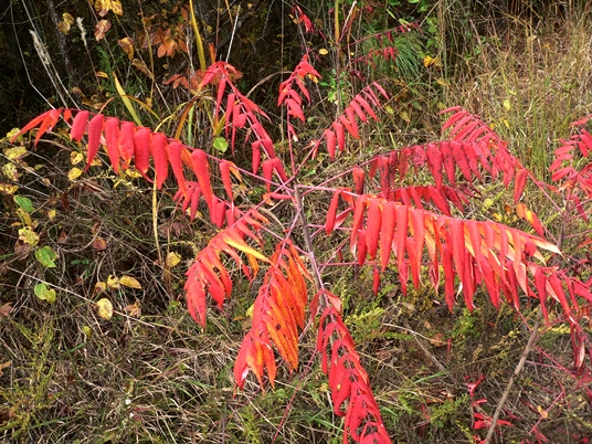 {Rhus glabra}